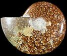 Wide Polished Cleoniceras Ammonite - Madagascar #49427-1